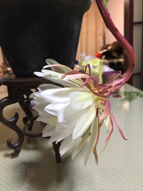 鲜花绿植