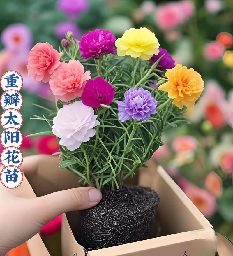 重瓣太阳花.这个花很好养哦#爱生活爱养花 #花卉绿植 #多色